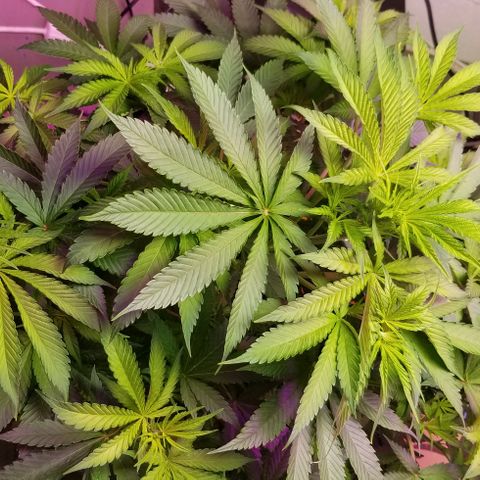 SSH1 growlog photo: Doing just fine 
