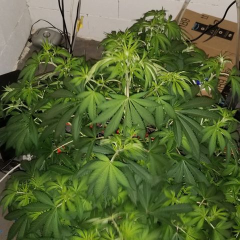 SSH1 growlog photo: Unbelievably healthy 