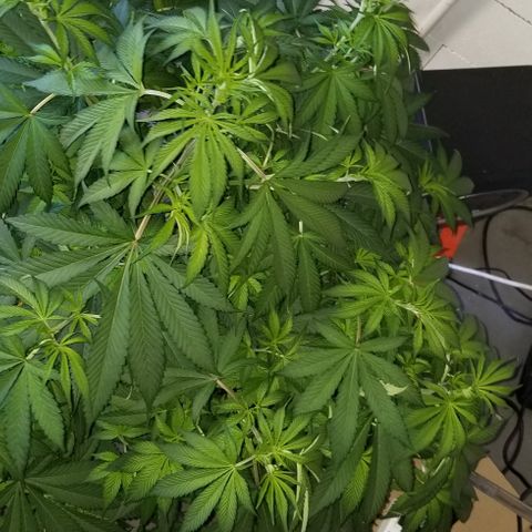 SSH1 growlog photo: Unbelievably healthy 