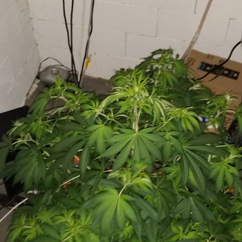 SSH1 growlog photo: Unbelievably healthy 