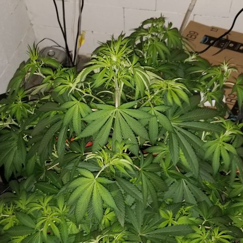 SSH1 growlog photo: Unbelievably healthy 