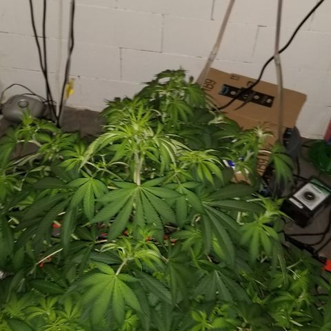 SSH1 growlog photo: Unbelievably healthy 