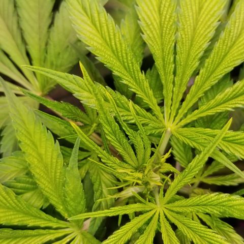 SSH1 growlog photo: Looks and smells wonderful. Flipped stage to bloom, 12/12