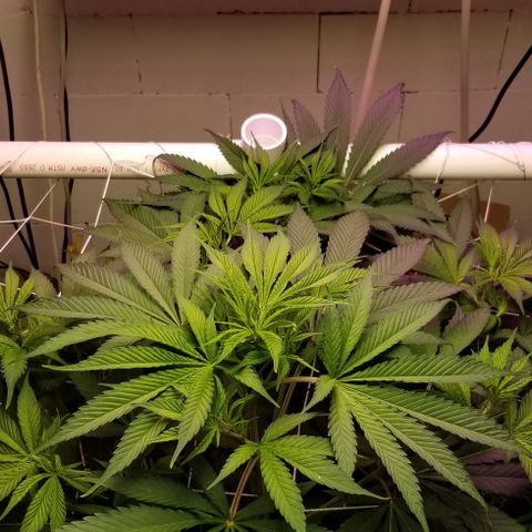SSH1 growlog photo: Looks and smells wonderful. Flipped stage to bloom, 12/12