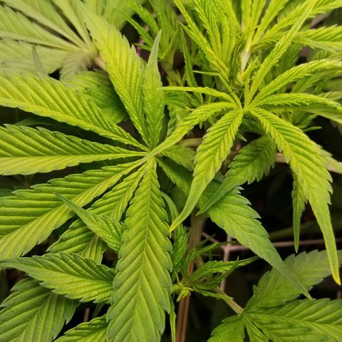SSH1 growlog photo: Looks and smells wonderful. Flipped stage to bloom, 12/12