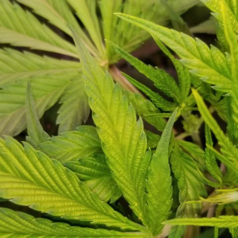 SSH1 growlog photo: Looks and smells wonderful. Flipped stage to bloom, 12/12