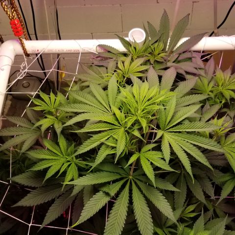SSH1 growlog photo: Looks and smells wonderful. Flipped stage to bloom, 12/12