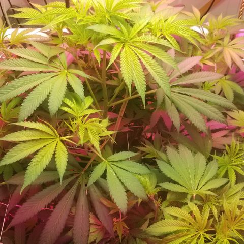 SSH1 growlog photo: Looking healthy 