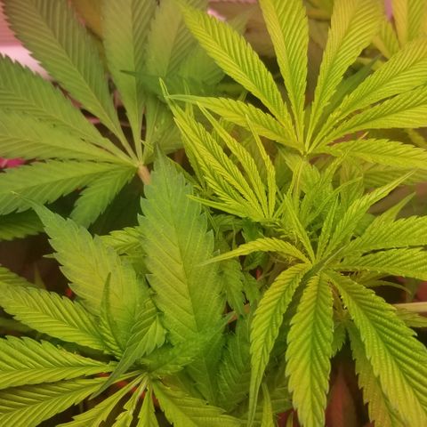 SSH1 growlog photo: Looking healthy 
