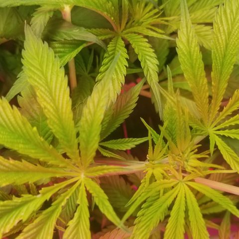 SSH1 growlog photo: Looking healthy 