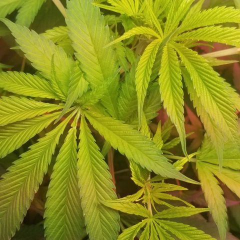 SSH1 growlog photo: Looking healthy 
