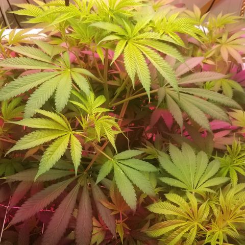 SSH1 growlog photo: Looking healthy 