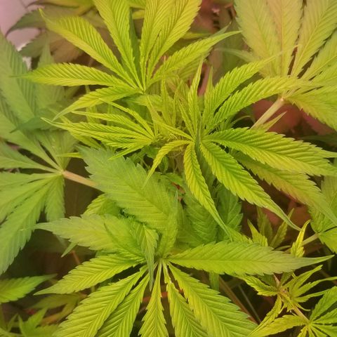 SSH1 growlog photo: Looking healthy 