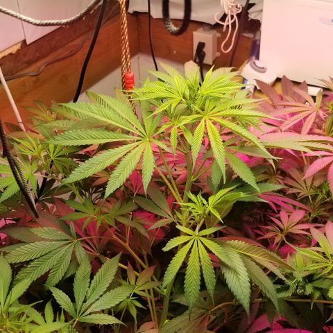 SSH1 growlog photo: Nice growth 