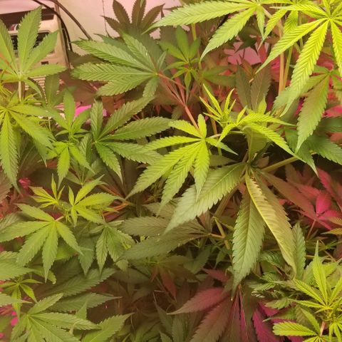 SSH1 growlog photo: Nice growth 