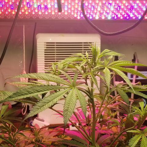 SSH1 growlog photo: Nice growth 