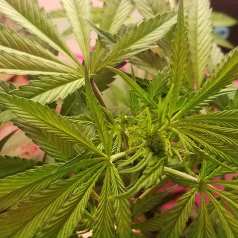 SSH1 growlog photo: Nice growth 