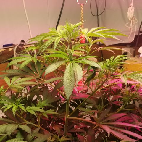 SSH1 growlog photo: Nice growth 