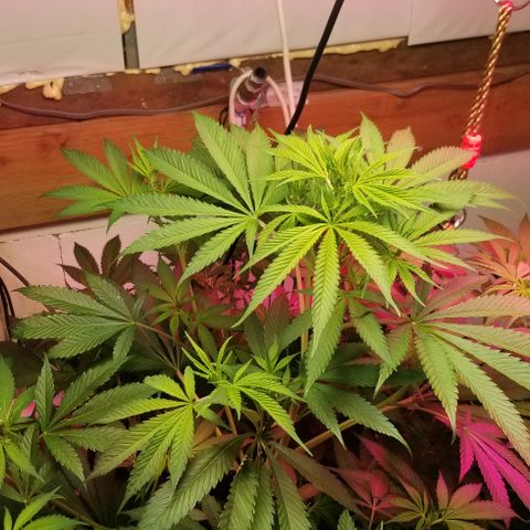 SSH1 growlog photo: Nice growth 