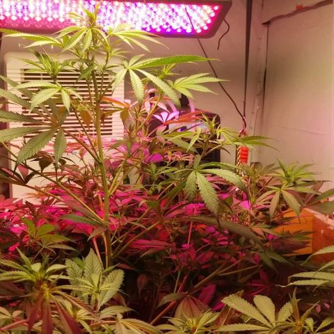 SSH1 growlog photo: You can start to really see her start to bud up 