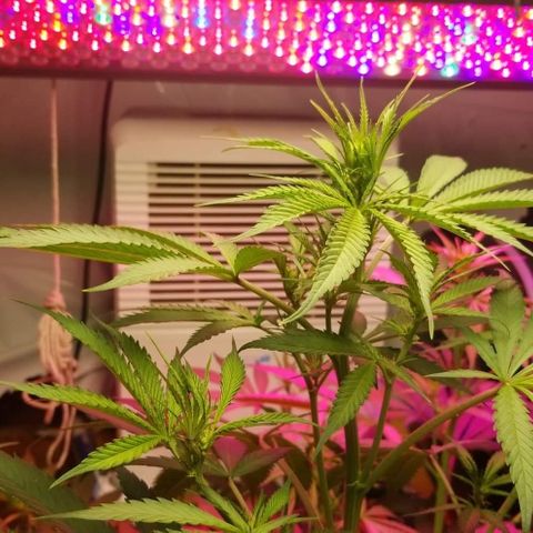 SSH1 growlog photo: You can start to really see her start to bud up 