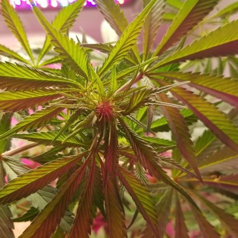SSH1 growlog photo: You can start to really see her start to bud up 