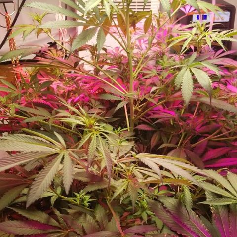 SSH1 growlog photo: You can start to really see her start to bud up 