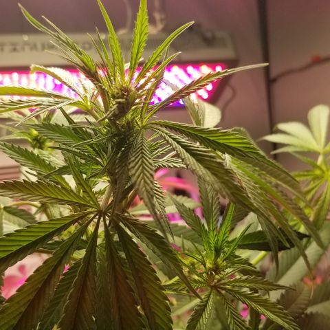 SSH1 growlog photo: Starting to see nuggets coming 