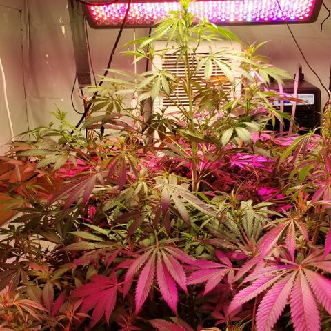 SSH1 growlog photo: Starting to see nuggets coming 