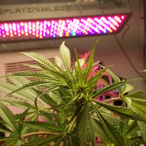 SSH1 growlog photo: Starting to see nuggets coming 