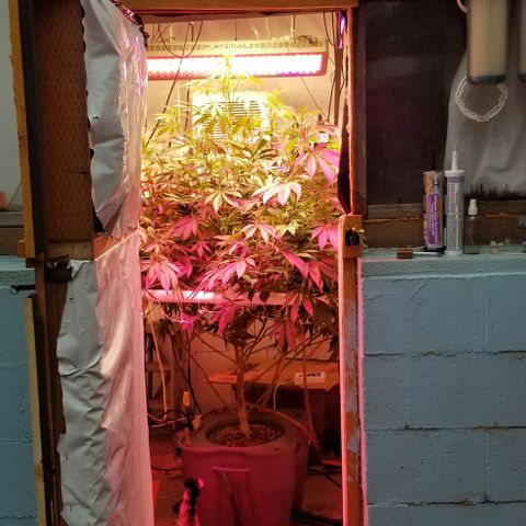 SSH1 growlog photo: Starting to see nuggets coming 