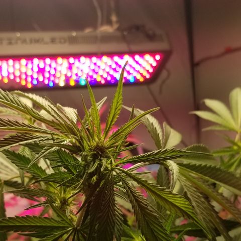 SSH1 growlog photo: Starting to see nuggets coming 