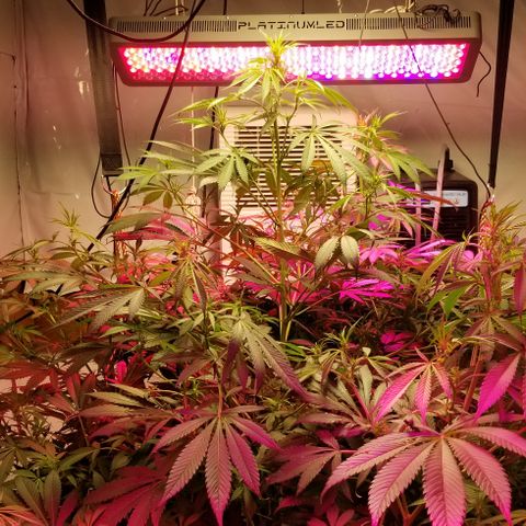 SSH1 growlog photo: Omg, massive size 