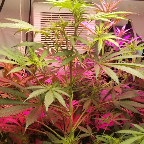 SSH1 growlog photo: Getting huge 