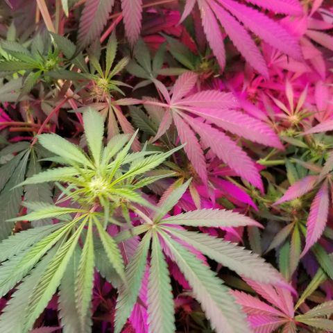 SSH1 growlog photo: Getting huge 