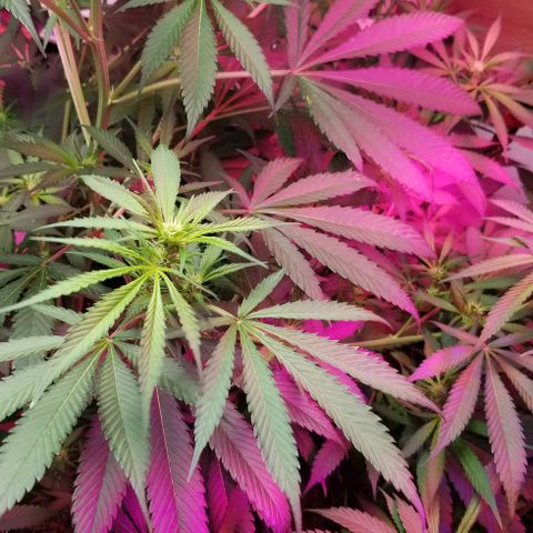 SSH1 growlog photo: Getting huge 