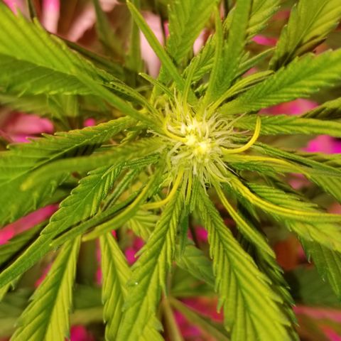 SSH1 growlog photo: Getting huge 