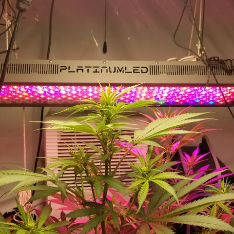 SSH1 growlog photo: Getting huge 