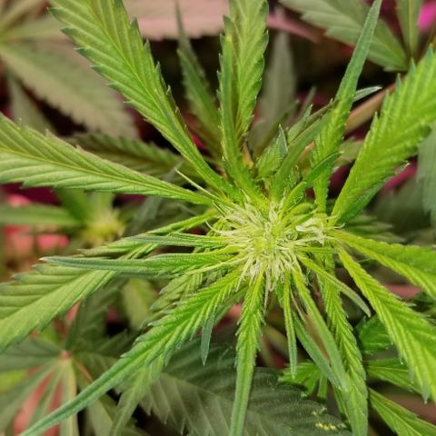SSH1 growlog photo: Getting huge 