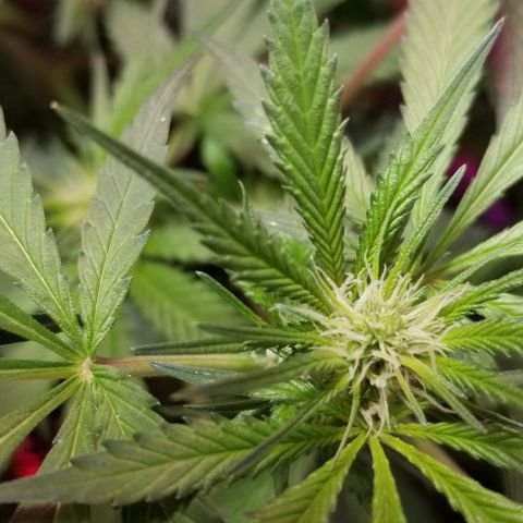SSH1 growlog photo: Getting huge 