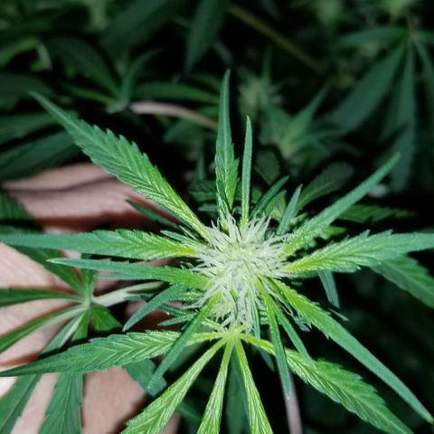 SSH1 growlog photo: Looking great