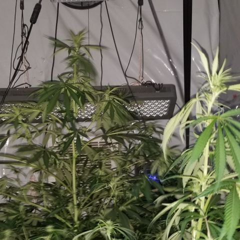 SSH1 growlog photo: Looking great