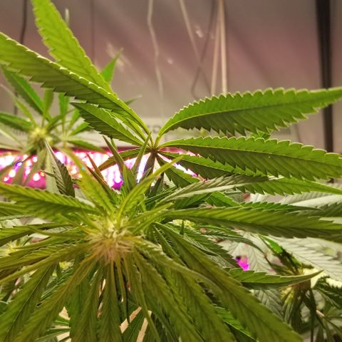SSH1 growlog photo: Looking great