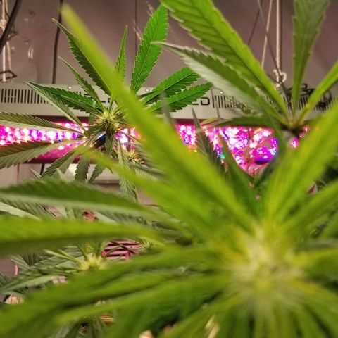 SSH1 growlog photo: Looking great