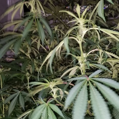 SSH1 growlog photo: Looking great