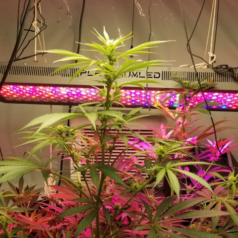 SSH1 growlog photo: Looking great