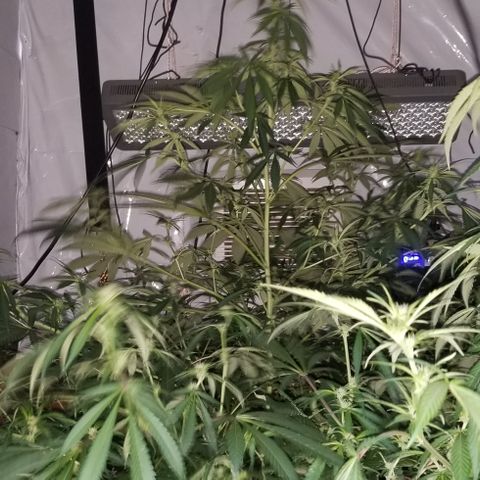 SSH1 growlog photo: Looking great
