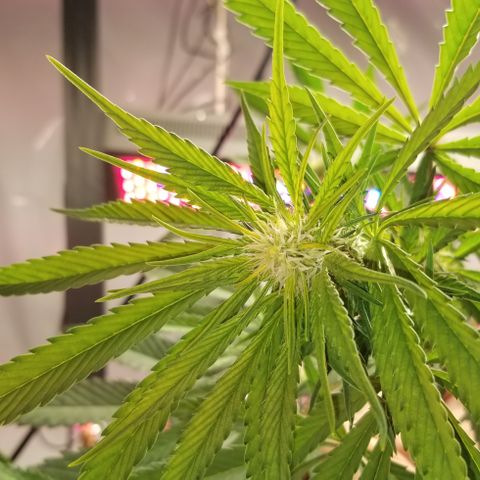 SSH1 growlog photo: Looking great