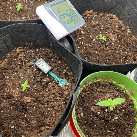 Blue Cheese Auto growlog timeline photo