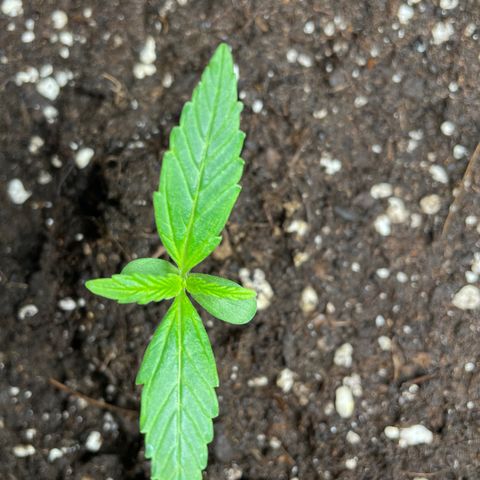 Blue Cheese Auto growlog timeline photo